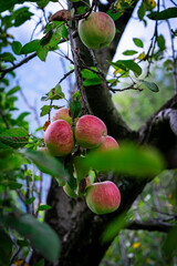 Apple trees with ripe red apples in the farm. Natural red apples on branches of trees. Autumn apple orchard. Red juicy apples in apple orchard in Himachal Pradesh, India