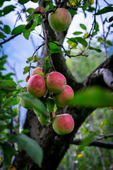 Apple trees with ripe red apples in the farm. Natural red apples on branches of trees. Autumn apple orchard. Red juicy apples in apple orchard in Himachal Pradesh, India