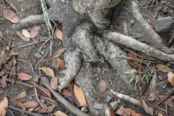 Close-up of Tree Roots Exposed on Forest Floor - Detailed View of Intertwined Roots and Soil, Ideal for Nature, Ecology, Wilderness, and Environmental Concepts in Stock Photography and Backgrounds.