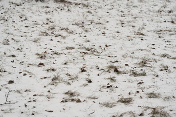 First snow on fallen leaves and green grass. covered with snow field