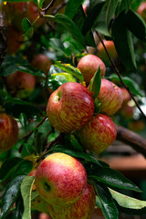 Apple trees with ripe red apples in the farm. Natural red apples on branches of trees. Autumn apple orchard. Red juicy apples in apple orchard in Himachal Pradesh, India