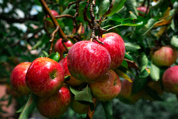 Apple trees with ripe red apples in the farm. Natural red apples on branches of trees. Autumn apple...
