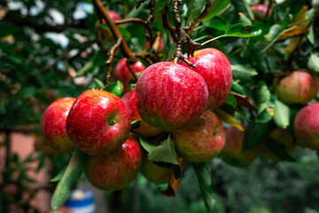 Apple trees with ripe red apples in the farm. Natural red apples on branches of trees. Autumn apple orchard. Red juicy apples in apple orchard in Himachal Pradesh, India