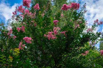 Obraz premium Beautiful mountain wildflowers
