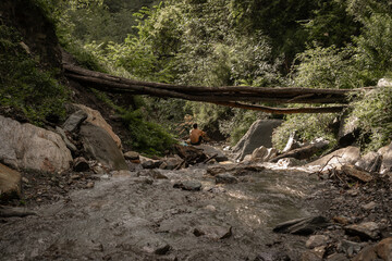 A man sitting alone after a swim in forest river under a wooden log bridge 