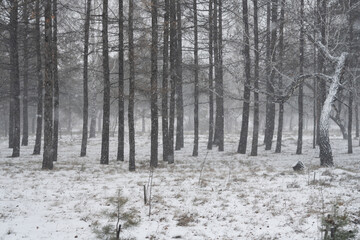 Winter forest. Trees in the snow.