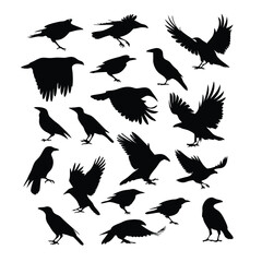 Obraz premium a set of flying bird vector silhouette isolated white background
