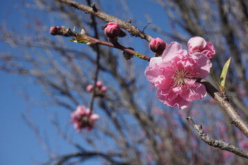 桃の花