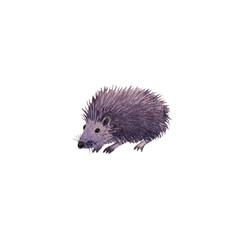 watercolor drawing animal , hedgehog isolated at white background, hand drawn illustration