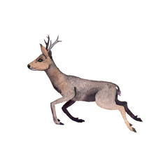 watercolor drawing animal, roe deer isolated at white background, hand drawn illustration © cat_arch_angel