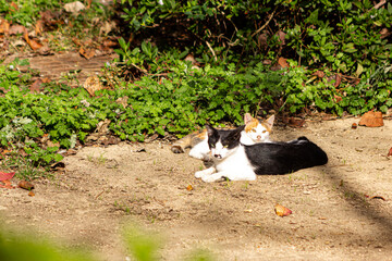 고양이, 길고양이, 유기묘, CAT, CATS, 애완동물, 야생동물