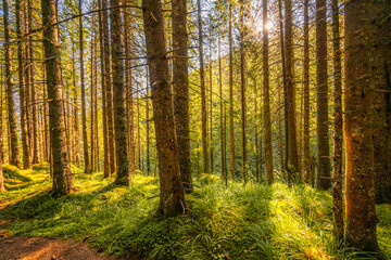 Mountain landscape in National Park Retezat, Romania. Spruce forest with moss with shining sun. hiking to Lacul Bucura