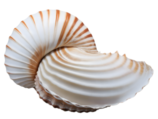 Stunning Spiral Seashell Isolated on Transparent Background