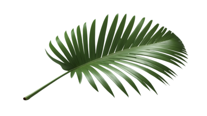 Vibrant Green Palm Leaf Isolated on Transparent Background