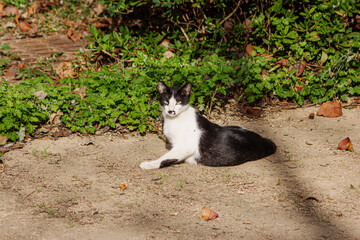 고양이, 길고양이, 유기묘, CAT, CATS, 애완동물, 야생동물