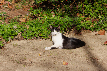 고양이, 길고양이, 유기묘, CAT, CATS, 애완동물, 야생동물