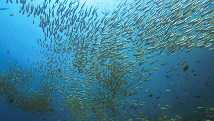 Underwater photo of school of snapper fish in the deep blue sea. From a scuba dive in the Andaman...