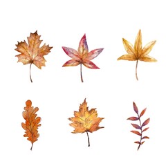 Fall and autumn leaves isolated on white Background  