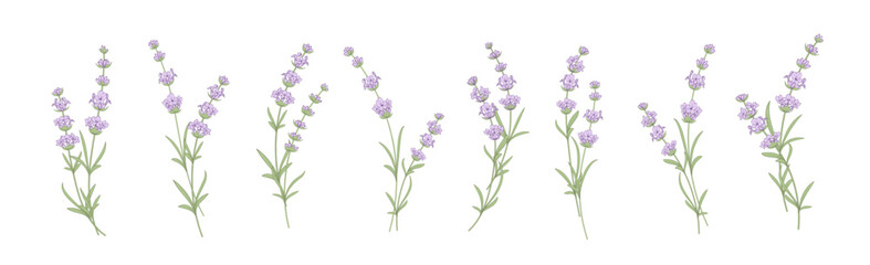 Obraz premium Set of lavender flowers elements. Collection of lavender flowers on a white background. Vector illustration bundle.