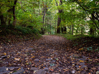 落葉の積もる登山道　山道