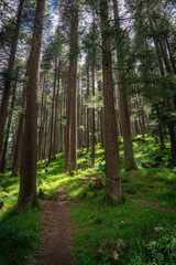 Dense green pine tree forest in HImachal Pradesh, India