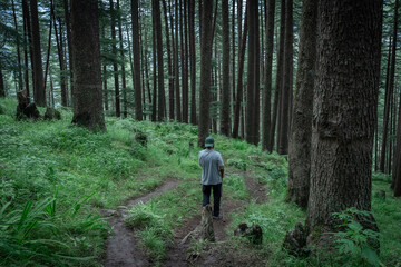 A hiker walking throught the dense pine tree forest in Himachal Pradesh, India