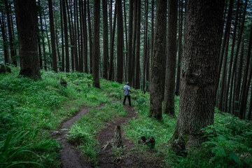 A hiker walking throught the dense pine tree forest in Himachal Pradesh, India