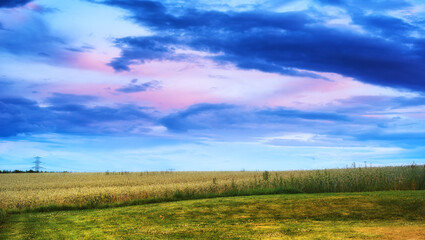 Fototapeta premium Field, farming and corn with landscape, outdoor and nature for growth with food production in countryside. Crops, maize and spring with sustainability, agriculture and location with clouds in China