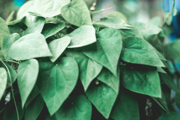  medicine and food for thousands of years. In Thailand, the leaves Tiliacora triandra are called...