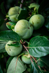 The Japanese fruit persimmon or japani phal plantation in Himachal Pradesh. It is a sweet, jelly-like fruit that can be light yellow-orange to dark orange-red in color. 