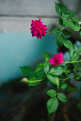  regions of France and England. The Rosa damascena tree grows in a bush, about 2 meters high with a stem with many sharp and hard thorns. The relatively small Rosa damascena grow in groups with gentle