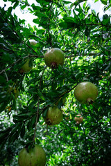 Unripe pomegranate fruits in an orchard
