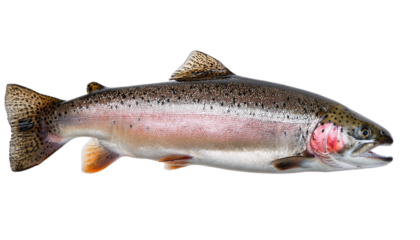 A vibrant rainbow trout displaying colorful scales and a sleek body. transparent