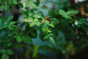  regions of France and England. The Rosa damascena tree grows in a bush, about 2 meters high with a stem with many sharp and hard thorns. The relatively small Rosa damascena grow in groups with gentle