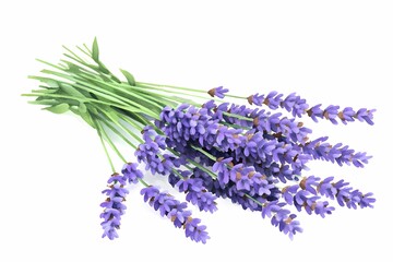 Fototapeta premium Vibrant Lavender Bouquet Freshly Cut with Green Stems and Leaves on a White Background Ideal for Aromatherapy and Natural Decoration Use