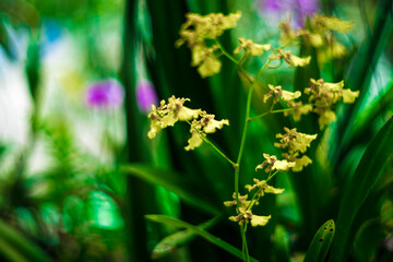 Oncidium varicosum with small white root clusters reaching into the air, this species Oncidium varicosum likes light but not too much. Oncidium varicosumUsually we plant the dancing Oncidium varicosum