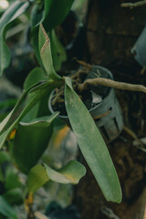 orchids look like queens in the sun
Close-up of flowers blooming outdoors, Cropped hand holding...