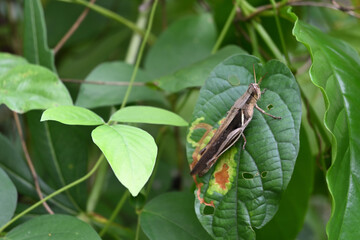 A soft focus view of a brown short horned grasshopper that is staring on a wild leaf