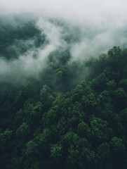 Aerial view of a dense jungle forest with fog and clouds, a rainforest landscape. - ai