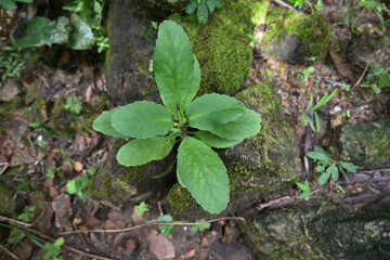View of a cathedral bell plant growing in between gap located in the small rocks