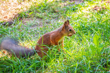 Autumn squirrel with nut sits on green grass with fallen yellow leaves