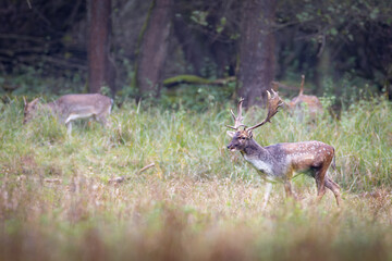 Fallow Deer Stag with Antlers in Forest Clearing, Dama dama, Wildlife in Natural Habitat, European Nature Photography