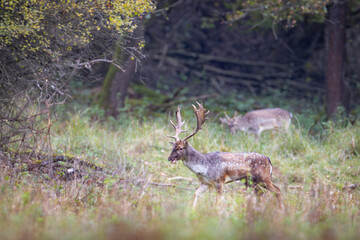 Fallow Deer Stag with Antlers in Forest Clearing, Dama dama, Wildlife in Natural Habitat, European Nature Photography