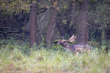 Fallow Deer Stag with Antlers in Forest Clearing, Dama dama, Wildlife in Natural Habitat, European Nature Photography