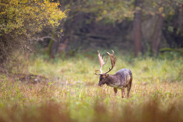 Fallow Deer Stag with Antlers in Forest Clearing, Dama dama, Wildlife in Natural Habitat, European Nature Photography