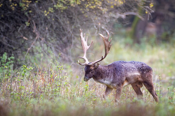 Fallow Deer Stag with Antlers in Forest Clearing, Dama dama, Wildlife in Natural Habitat, European Nature Photography