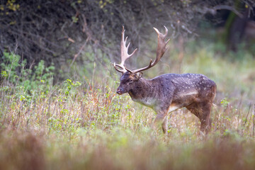 Fallow Deer Stag with Antlers in Forest Clearing, Dama dama, Wildlife in Natural Habitat, European Nature Photography