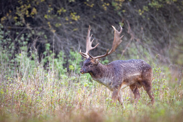 Fallow Deer Stag with Antlers in Forest Clearing, Dama dama, Wildlife in Natural Habitat, European Nature Photography
