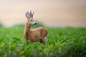 Roe Deer Buck Standing in Green Field, Capreolus capreolus, Summer Wildlife Scene, European Nature, Animal in Natural Habitat