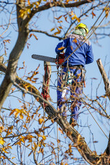 Tree arborist using chainsaw to cut tree down, while wearing safety gear. Woodcutter in uniform climbing and working on heights, process of tree trunk pruning and sawing on a top.